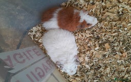 Guinea Pig rodents for sale: Pure bred Teddy babies A pair of boys and 1 girl. - Advert 2