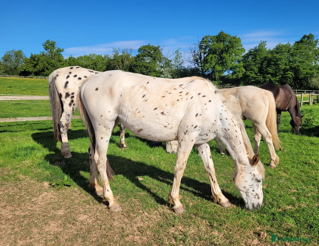 Appaloosa horses for sale: Beautiful Appaloosa filly to make 15.2hh - Advert 2