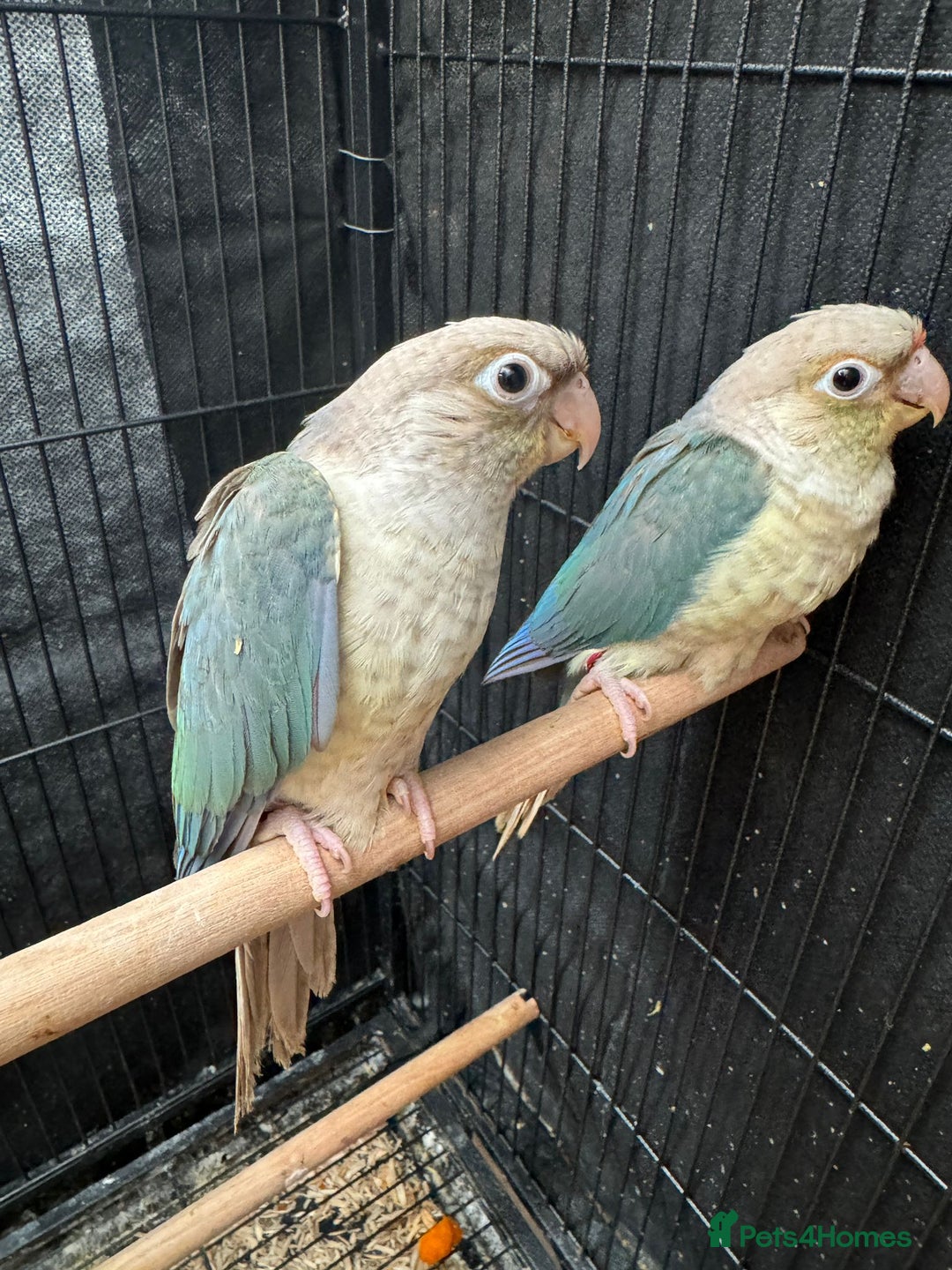 Conures birds for sale: HAND REARED GREEN CHEEKS CONURE  - Advert 14