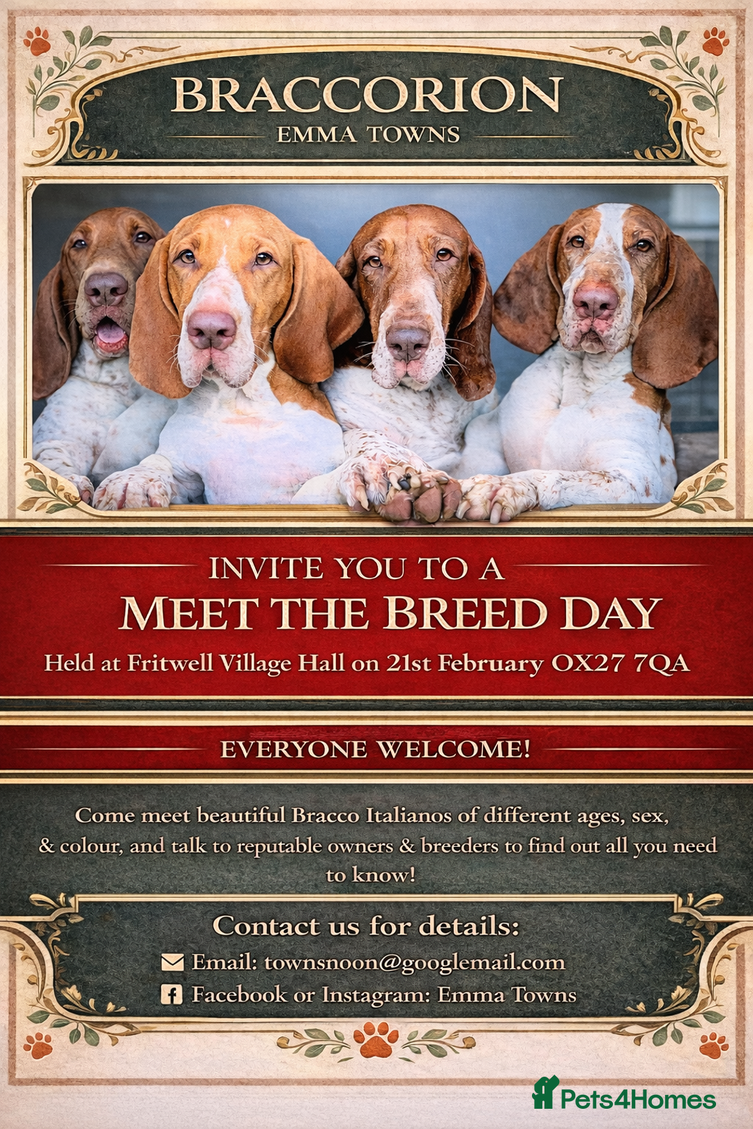 Bracco Italiano dogs for sale: Bracco Italiano Meet The Breed Day  - Advert 1