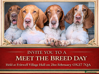 Bracco Italiano dogs Bracco Italiano Meet The Breed Day - Advert 4