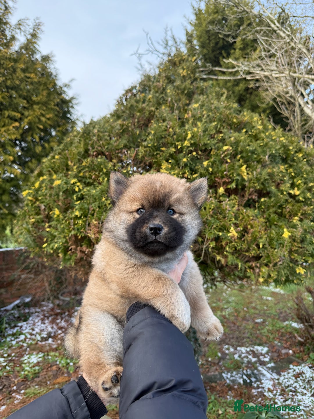 Mixed Breed dogs for sale: CHOWSKI PUPPYS READY TO GO!!  - Advert 11
