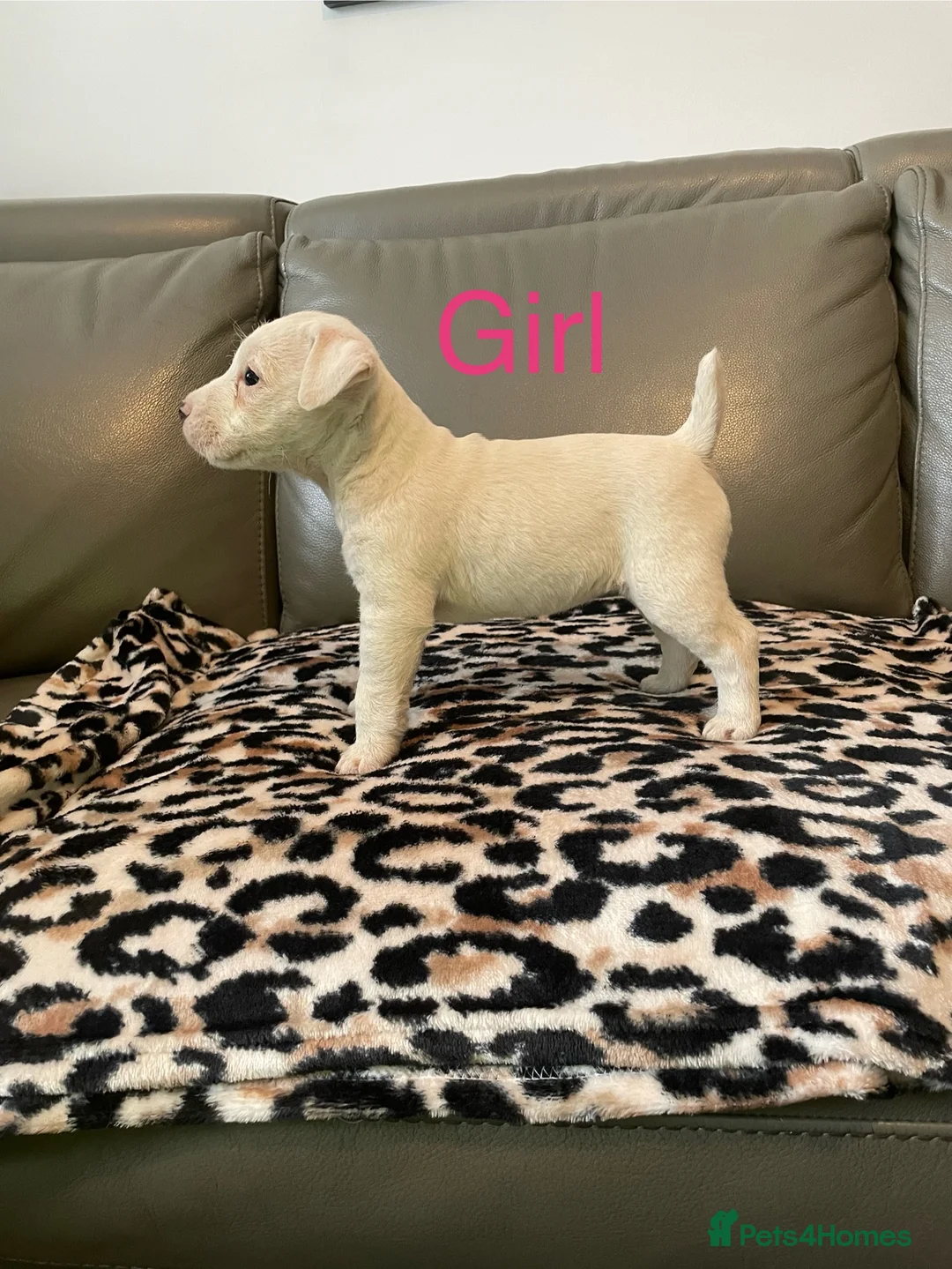 Parson Russell dogs for sale: Parson Russell pups  - Advert 1