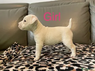 Parson Russell dogs Parson Russell pups - Advert 4