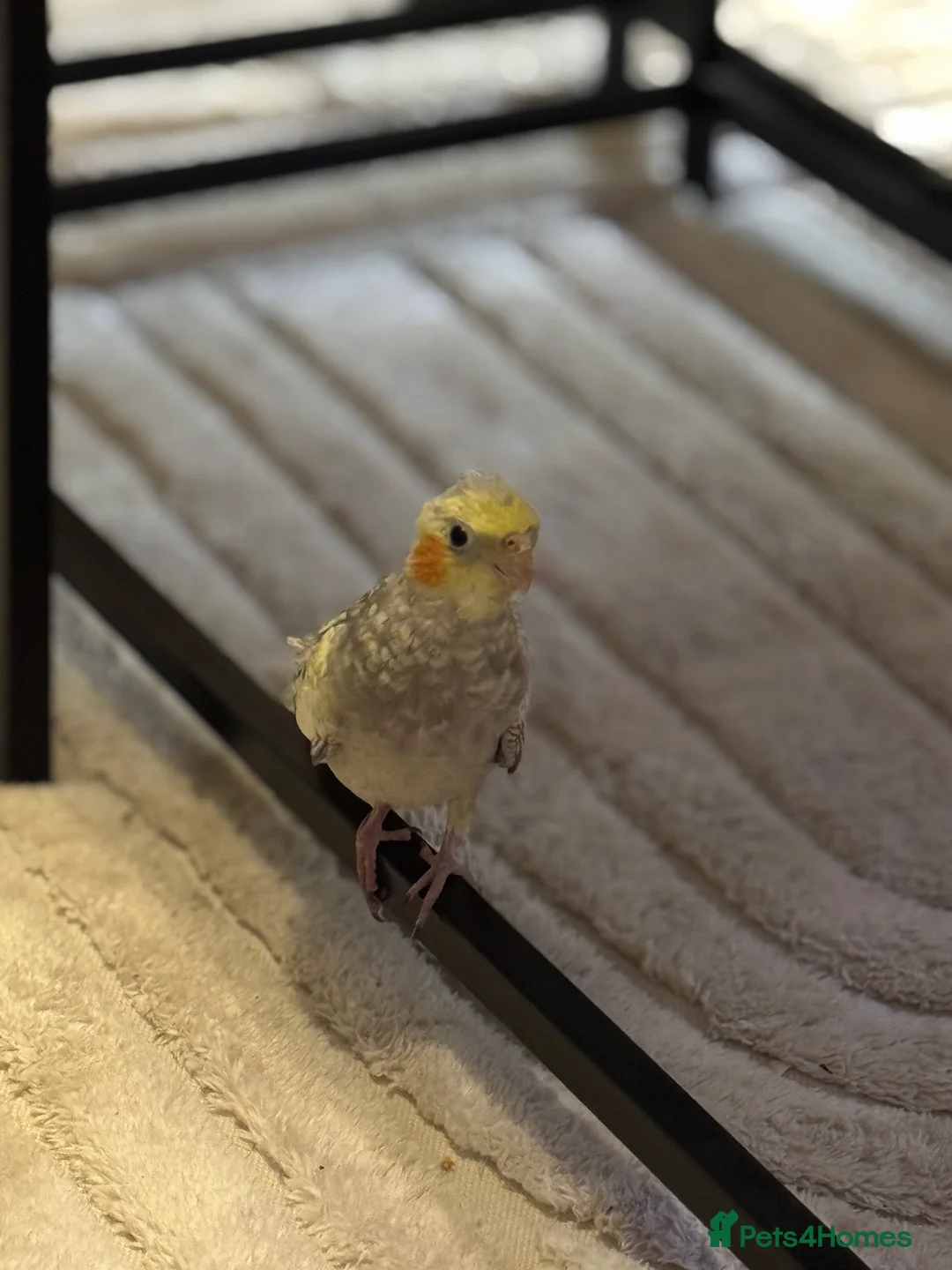 Cockatiels birds for sale: Cockatiel in King's Lynn - Advert 6