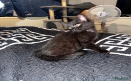 Ragdoll cats for sale: Beautiful ragdoll x domestic shorthair kittens - Image 4
