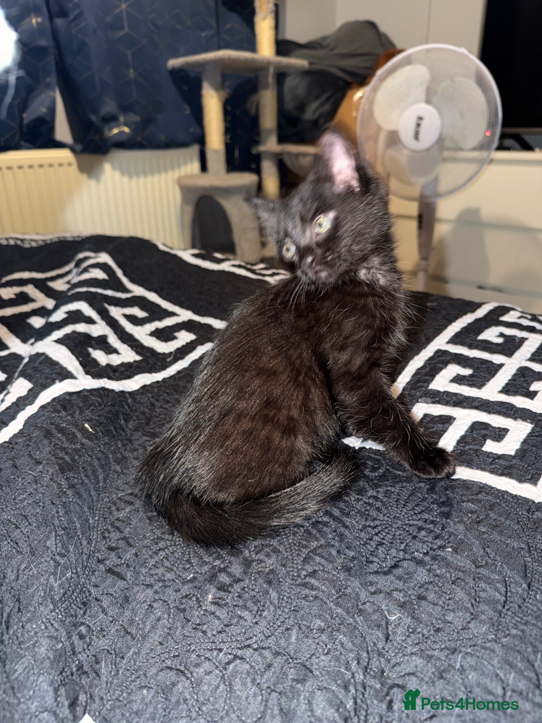 Ragdoll cats for sale: Beautiful ragdoll x domestic shorthair kittens - Image 4
