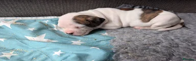 American Bulldog