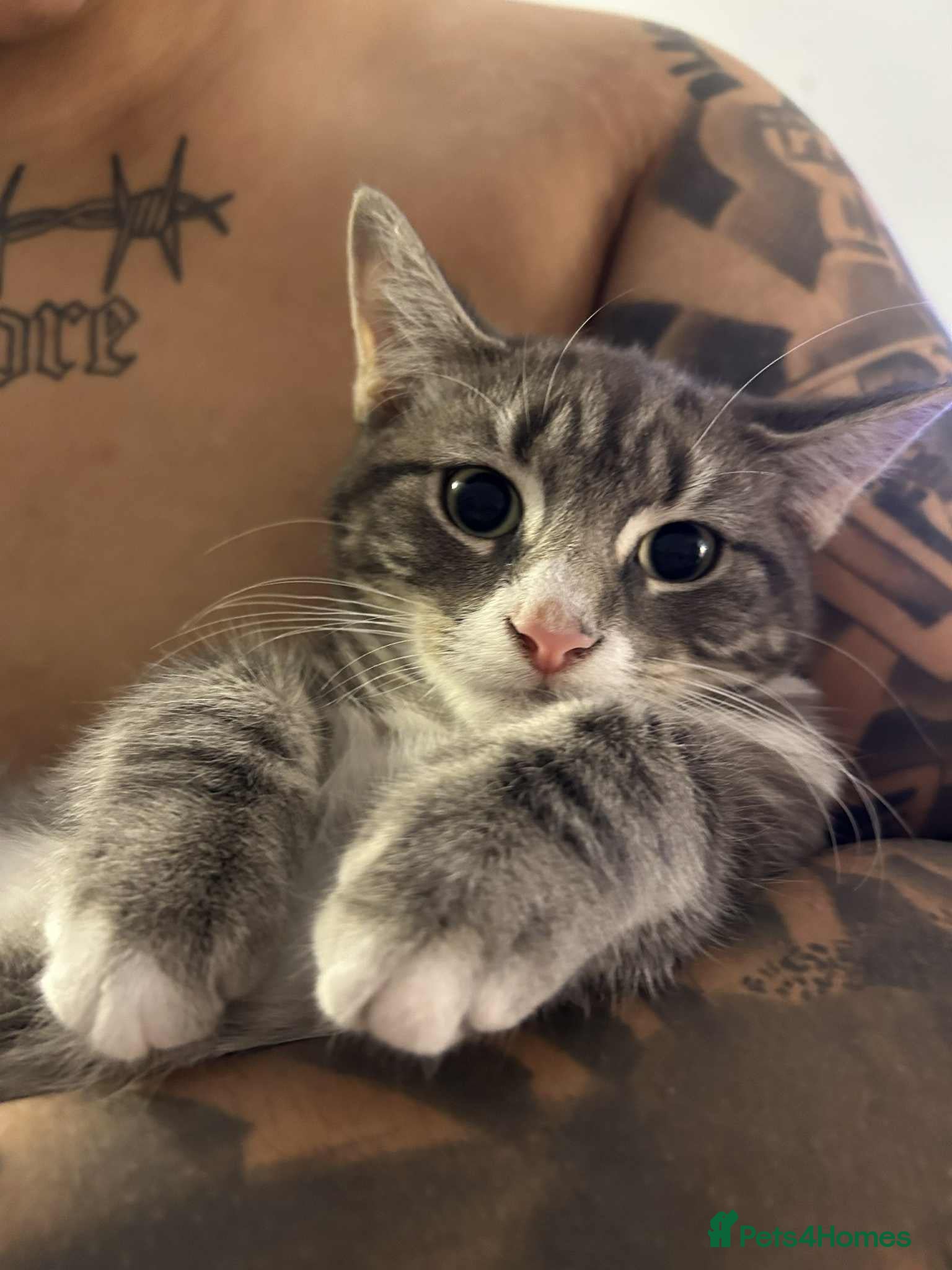 Tibetan cats Tabby kitten  - Advert 1