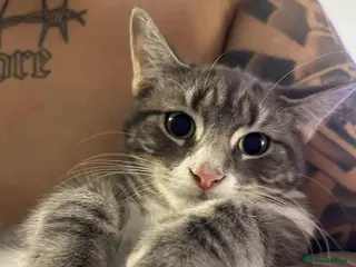 Tibetan cats Tabby kitten - Advert 1