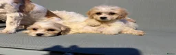Cavapoo dogs for sale: Cutest little Cavapoo’s FULLY HEALTH checked - Advert 25
