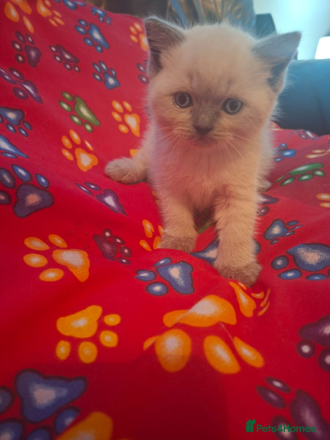 British Shorthair cats for sale: Beautiful short hair and long hair British kittens - Advert 13