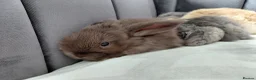 Mini Lop rabbits for sale: Gorgeous Baby Mini Lops for sale - Advert 7