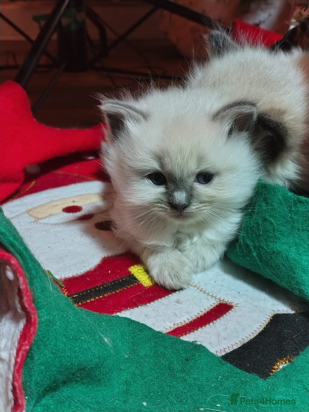 Ragdoll cats for sale: Ragdoll kittens for sale  - Advert 3