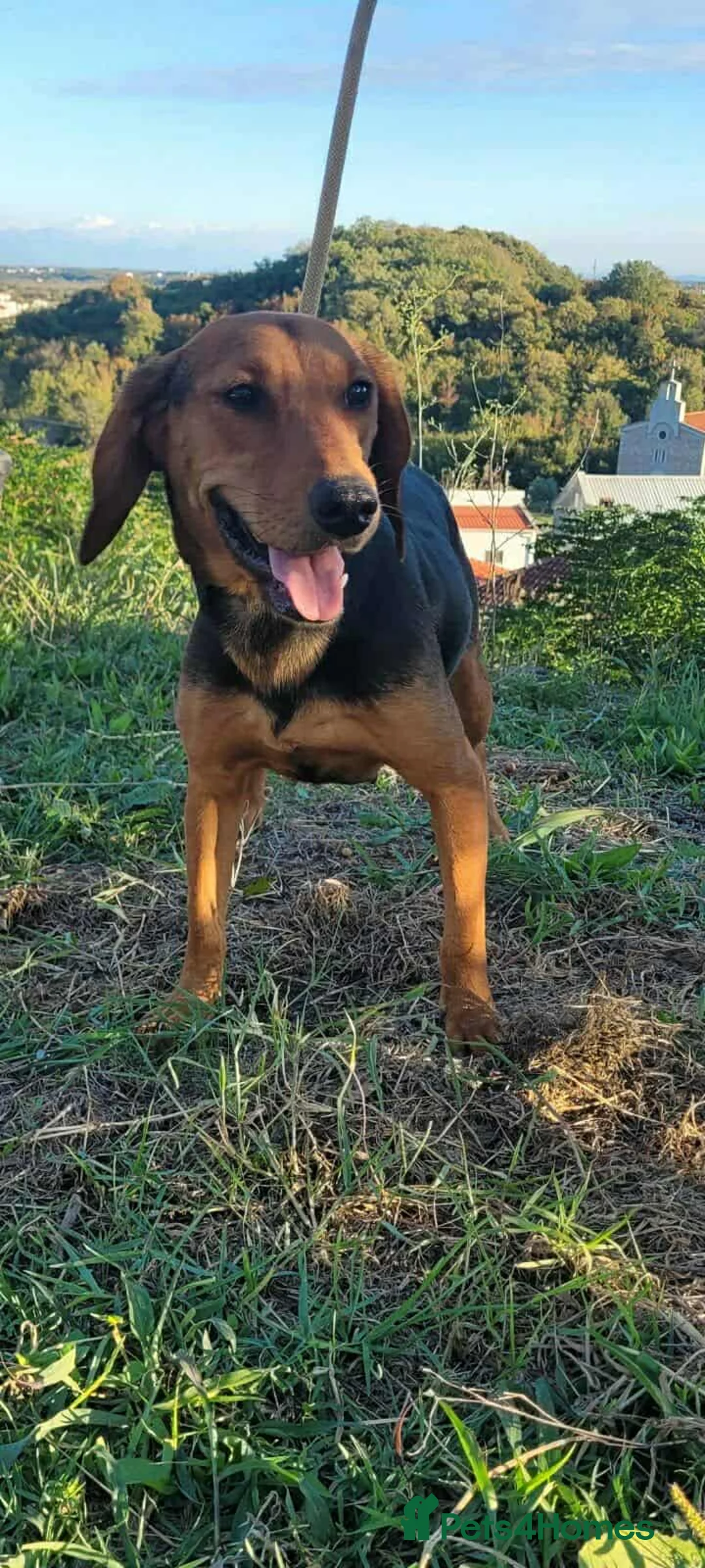 Mixed Breed dogs for adoption: Lena! - Advert 3