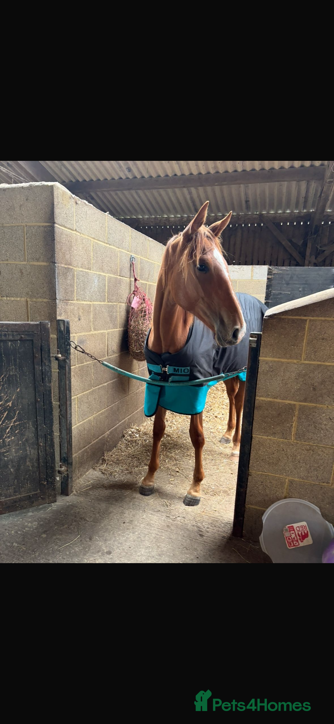 Irish Sports horses for sale: 15.2hh ISH chestnut mare  - Advert 3