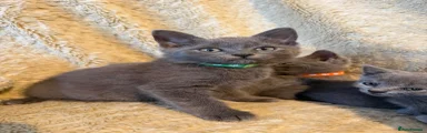 British Shorthair 10