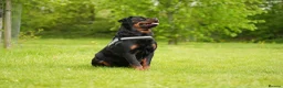Rottweiler dogs for sale: 🐶PREMIUM ROTTWEILERS. ADRK GERMAN BLOODLINES 🇩🇪 - Advert 8