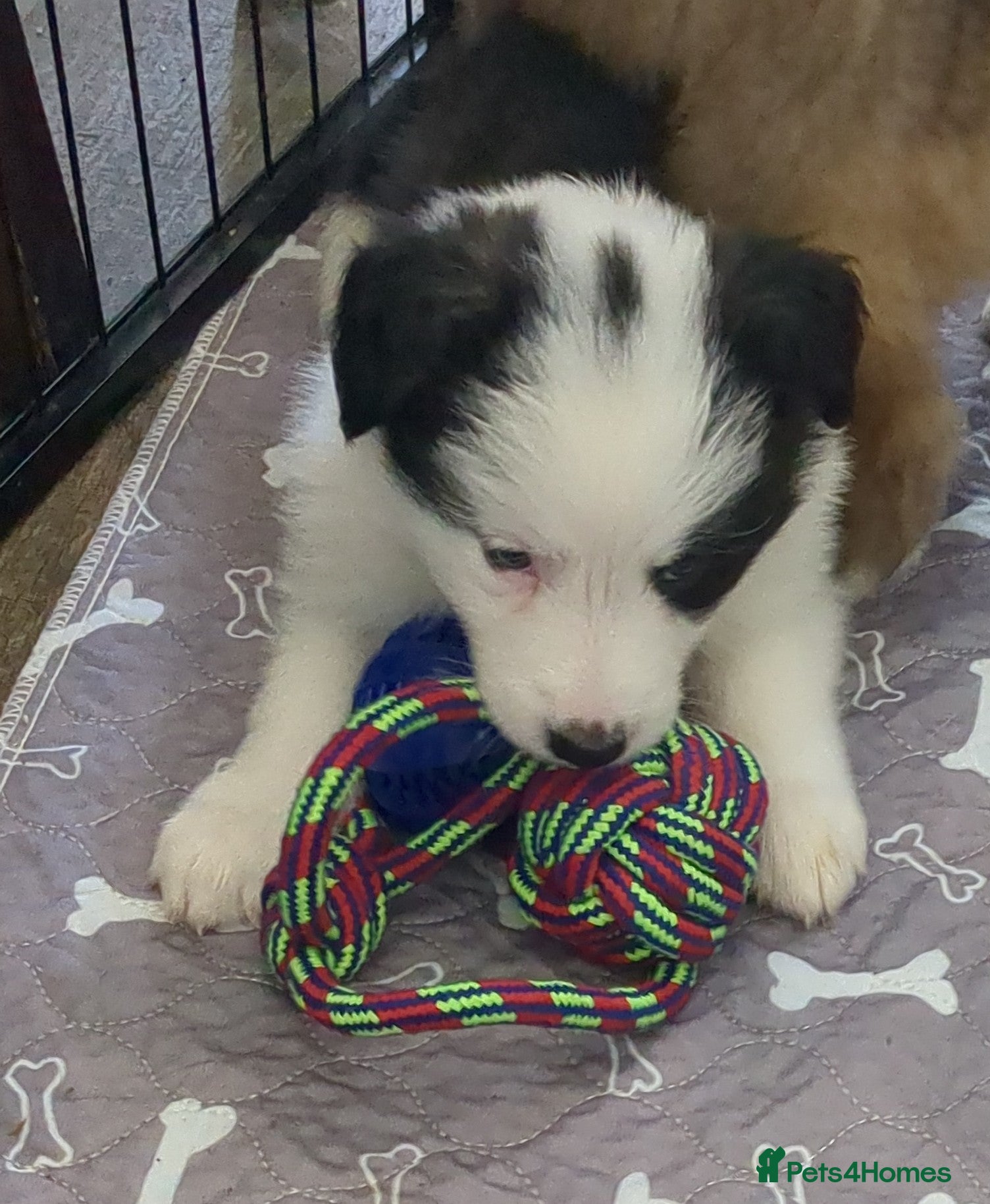Border Collie dogs for sale: Pedigree Border Collie pups. DNA & health tested.  - Advert 1