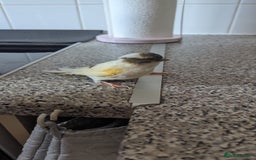 Canaries birds for sale: Urgent home needed canaries  - Image 5
