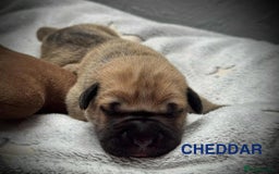 Cane Corso dogs for sale: 🐾✨ PatoSquad Kennel FCI Puppies ✨🐾 - Image 4