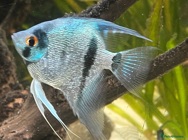 Angelfish fish - Advert 6