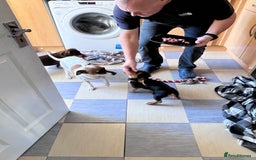Mixed Breed dogs for sale: 15 week old boy jaxdax , last of the litter of 5  - Image 5