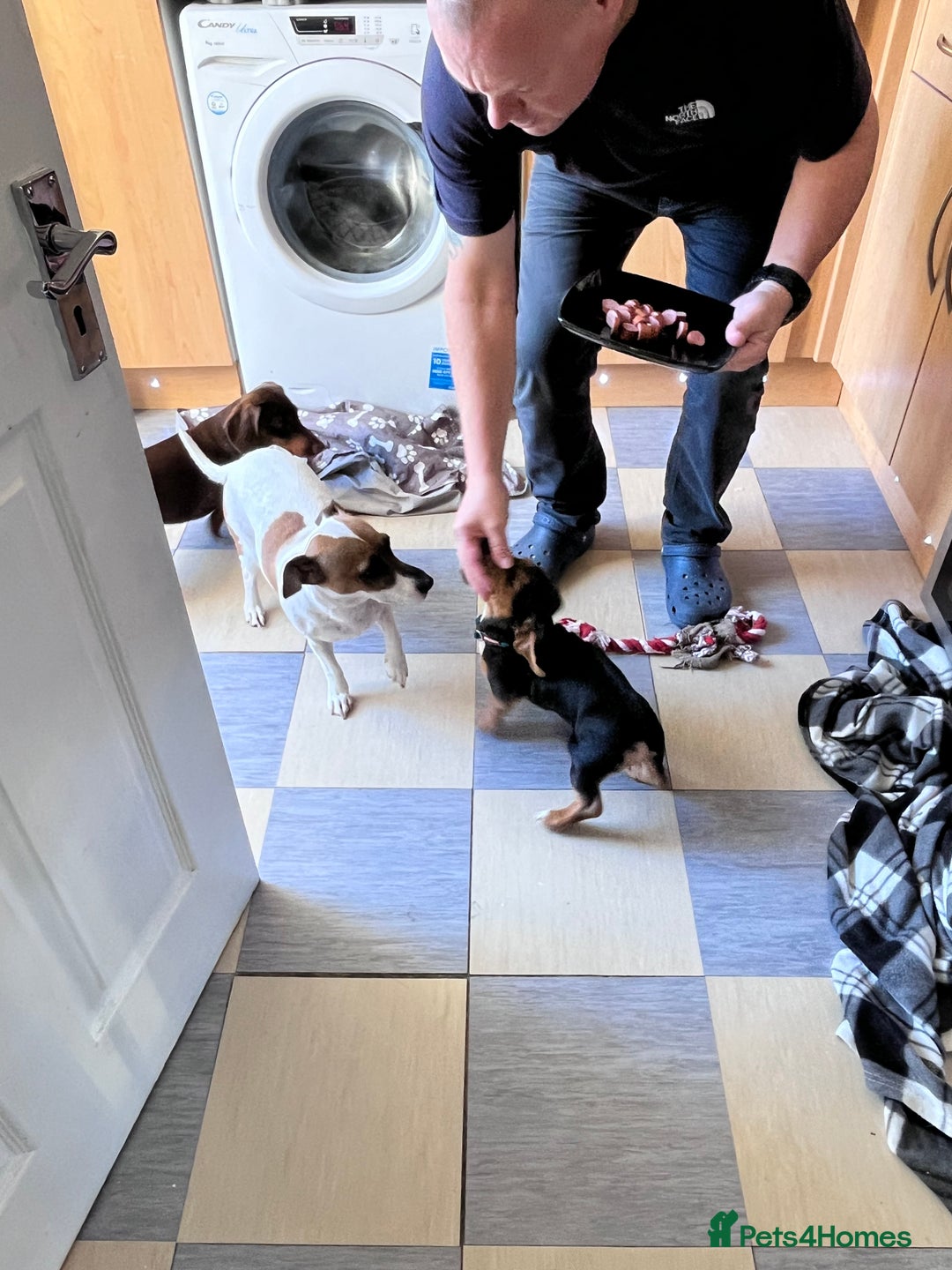 Mixed Breed dogs for sale: 15 week old boy jaxdax , last of the litter of 5  - Image 5