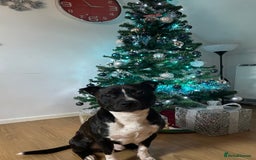 Staffordshire Bull Terrier dogs for sale: 4 year old Staffordshire bull terrier - Image 2