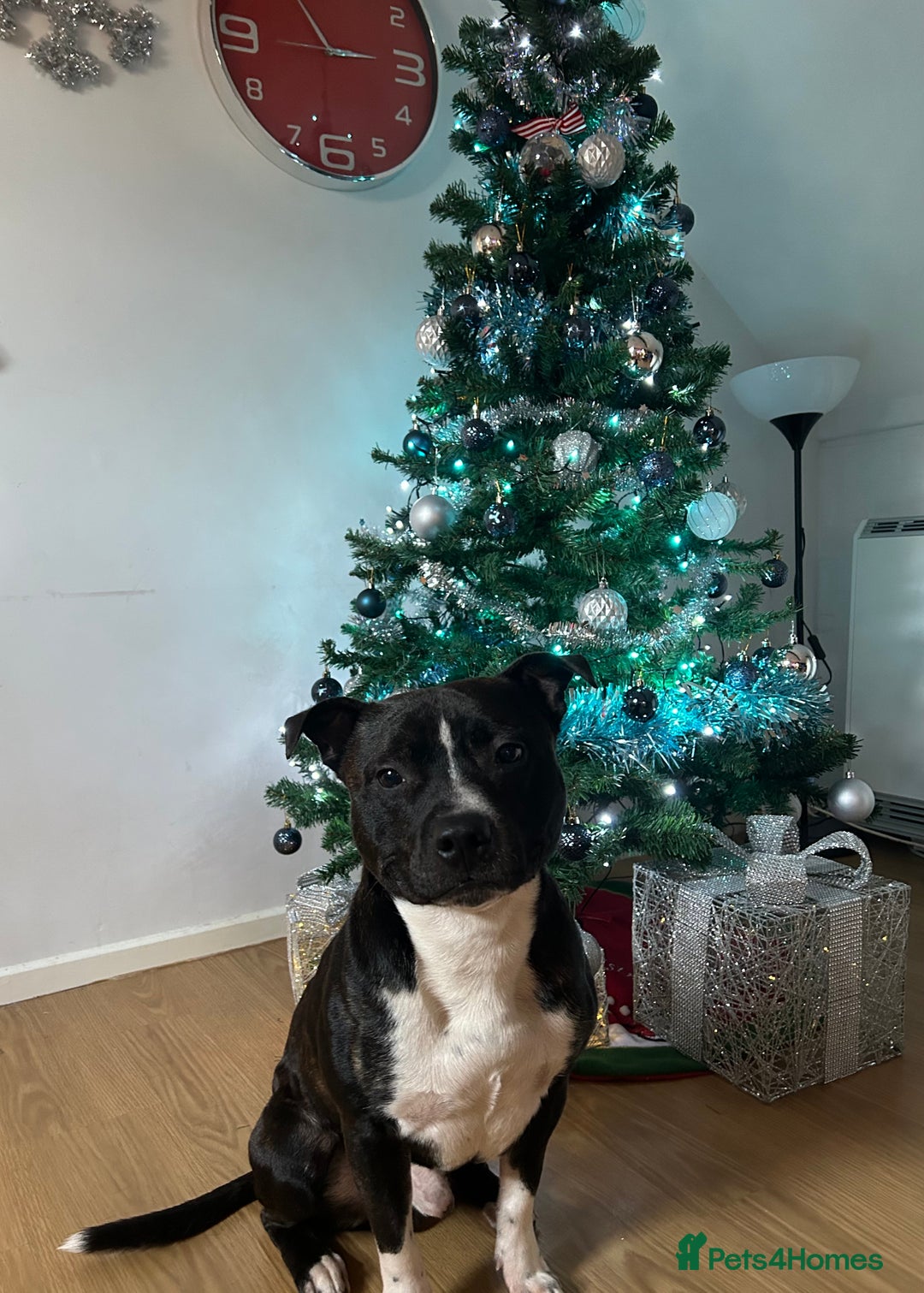 Staffordshire Bull Terrier dogs for sale: 4 year old Staffordshire bull terrier - Image 2