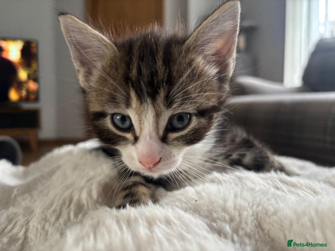 Ragcoon cats for sale: Beautiful Ragcoon Kittens - Image 6