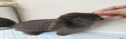 Mini Lop rabbits for sale: Mini lop bunny rabbit - Advert 3