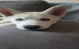 Siberian Husky dogs for sale: Husky - Image 3