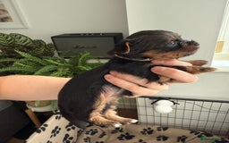 Yorkshire Terrier dogs for sale: ❤️Last girl available Miniature yorkshire terrier - Image 34