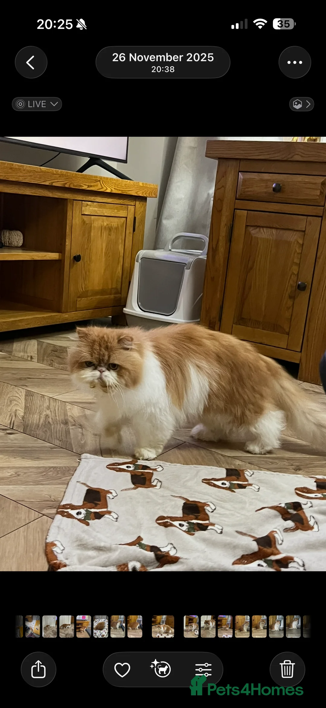 Persian cats for sale: Beautiful long hair bicolour white/red Persian boy - Advert 5