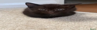 Russian Blue 2