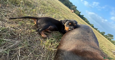 Miniature Dachshund dogs - Advert 8