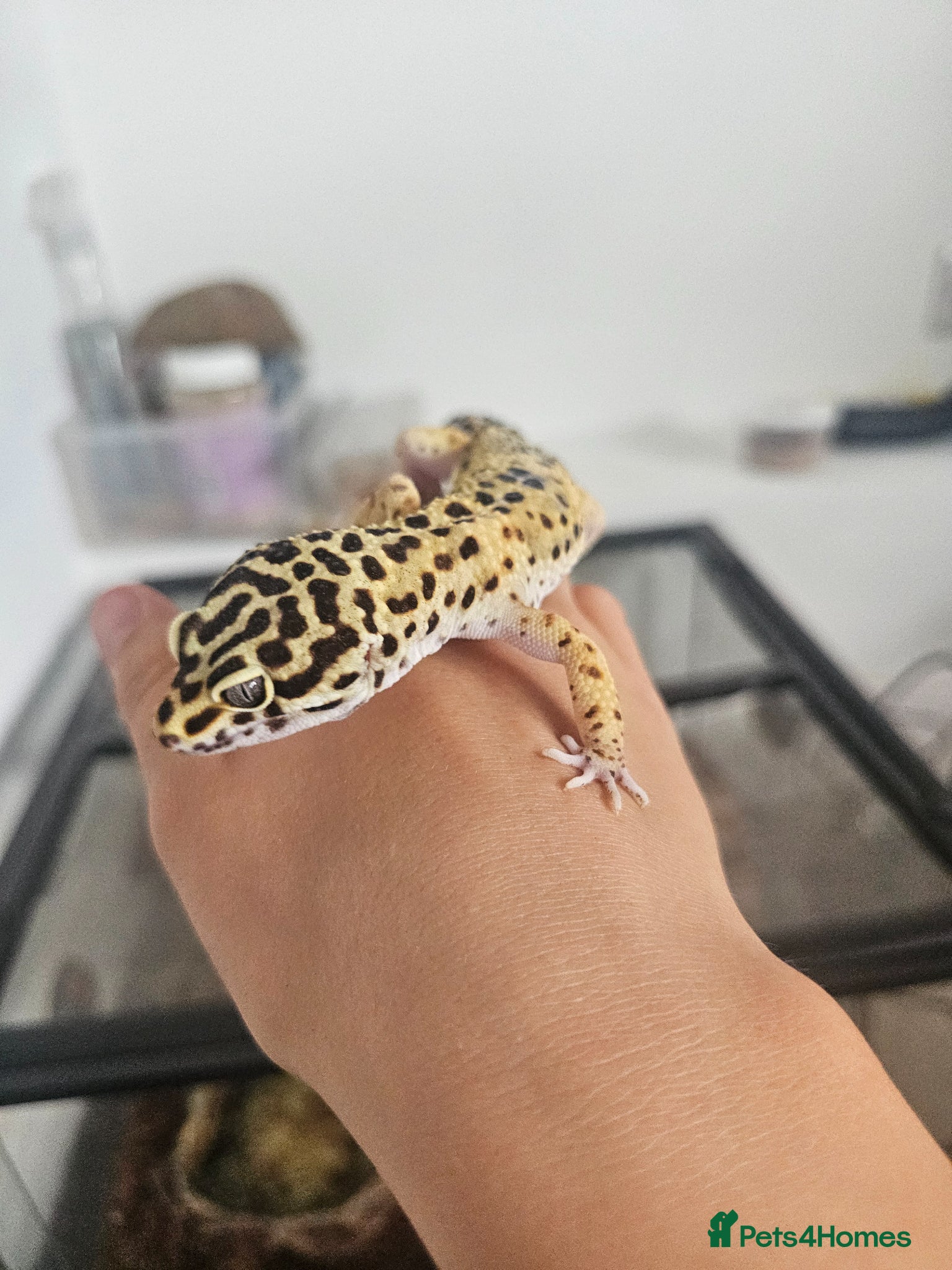 Leopard Gecko reptiles for sale: Male leopard gecko and equipment in Hemel Hempstead - Advert 2