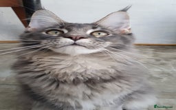 Maine Coon cats for sale: 🏅GCCF🏅 champion line pure maine coon in Waltham Cross - Image 11