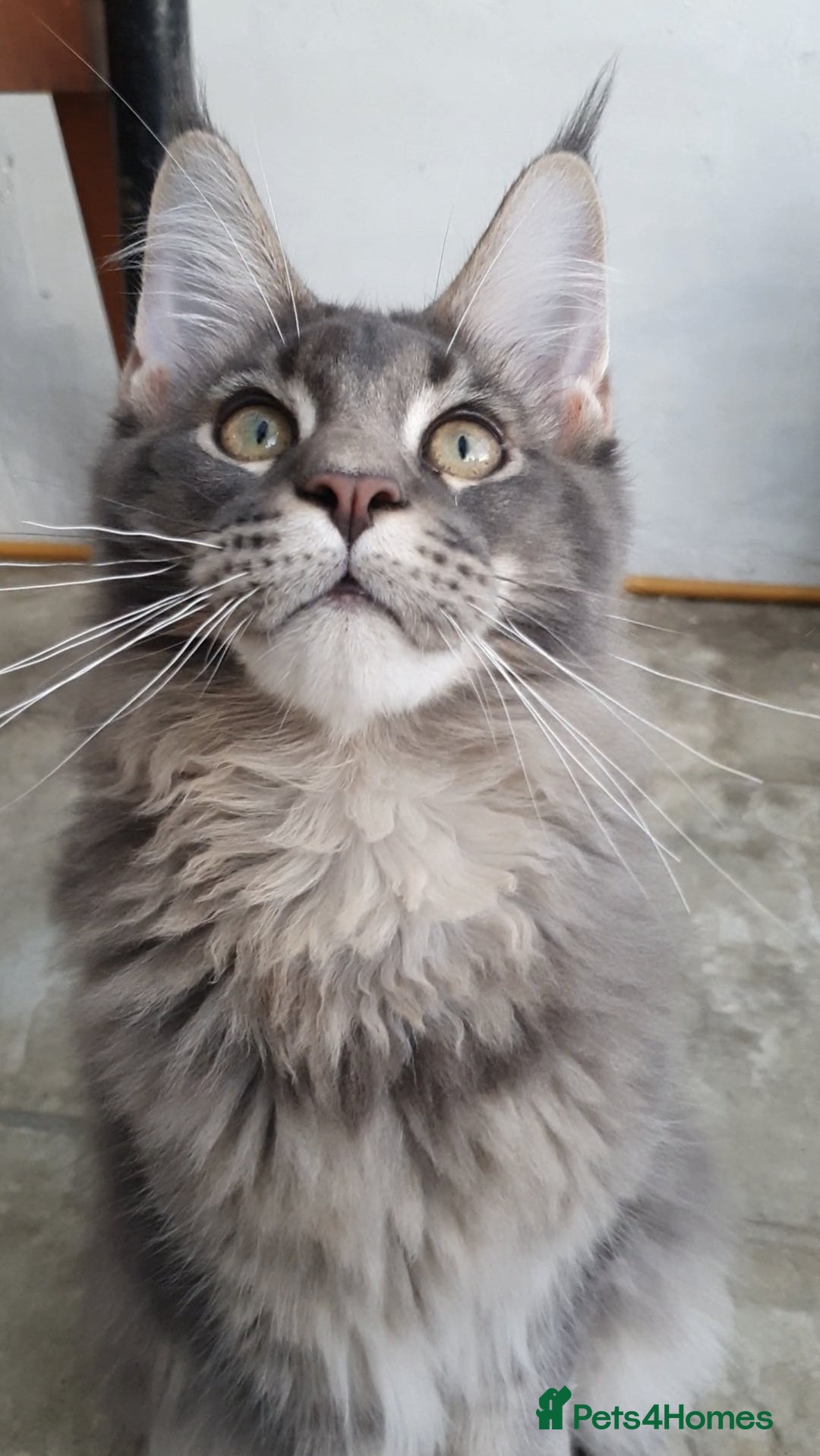 Maine Coon cats for sale: 🏅GCCF🏅 champion line pure maine coon in Waltham Cross - Image 11