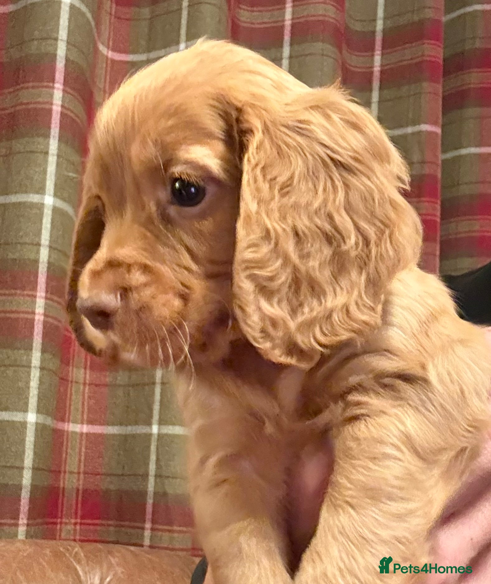 Cocker Spaniel dogs for sale: Stunning KC Reg Cocker Spaniels - 1 red, 1 choc - Advert 2