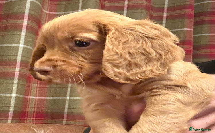 Cocker Spaniel dogs - Advert 9