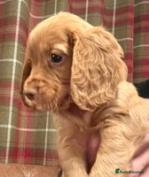 Cocker Spaniel dogs - Advert 16