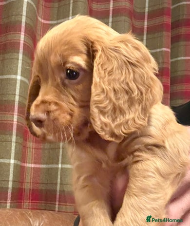 Cocker Spaniel dogs - Advert 6