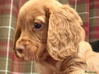 Cocker Spaniel dogs for sale: Stunning KC Reg Cocker Spaniels - 1 red, 1 choc - Advert 2