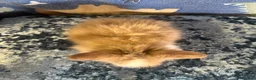 Lionhead rabbits for sale: Adorable double mane lionhead baby bunnies  - Advert 8