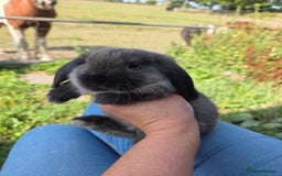 Mini Lop rabbits for sale: Pure bred Mini Lop Bunnies - Image 19