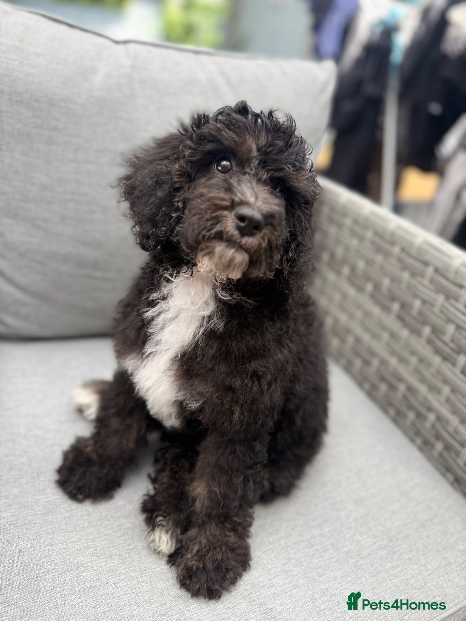 Cavapoo dogs 1 F1B Cavapoo Boy Puppy for Sale 🐶 - Advert 2