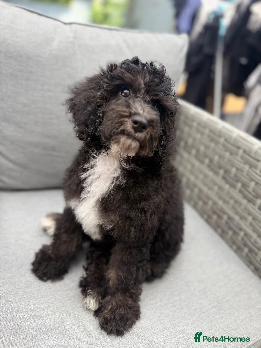 Cavapoo dogs for sale: 1 F1B Cavapoo Boy Puppy for Sale 🐶 - Advert 1