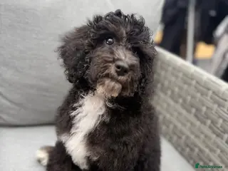 Cavapoo dogs 1 F1B Cavapoo Boy Puppy for Sale 🐶 - Advert 2